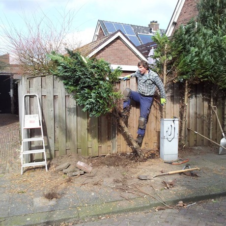 Verwijderen hoge coniferen en bevestigen wilgentenen matten